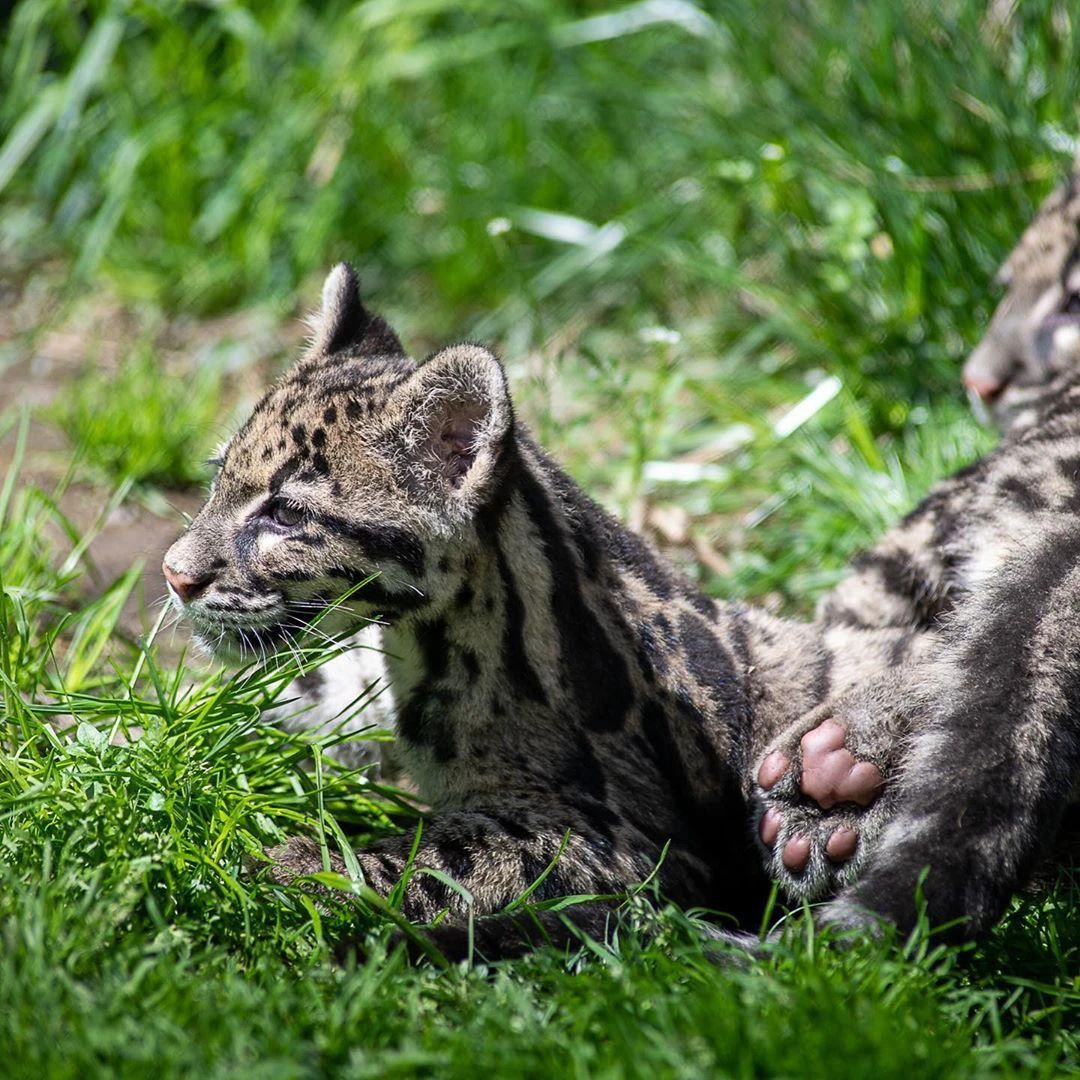 原创春光明媚万物复苏云豹幼崽阳光下嬉戏打闹给世界带来勃勃生机
