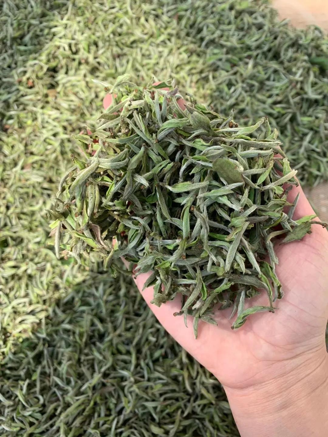 白毫银针最早采摘为什么不最早上市现在上市的银针能买吗