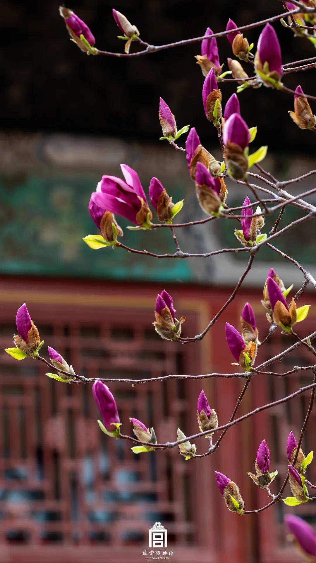 冷燭無煙綠蠟幹,芳心猶卷怯春寒.春歸今天,朵朵就帶你