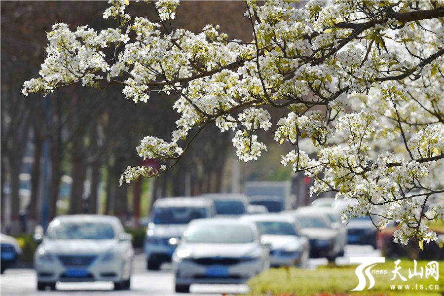 库尔勒市街头"观赏"梨树进入盛花期
