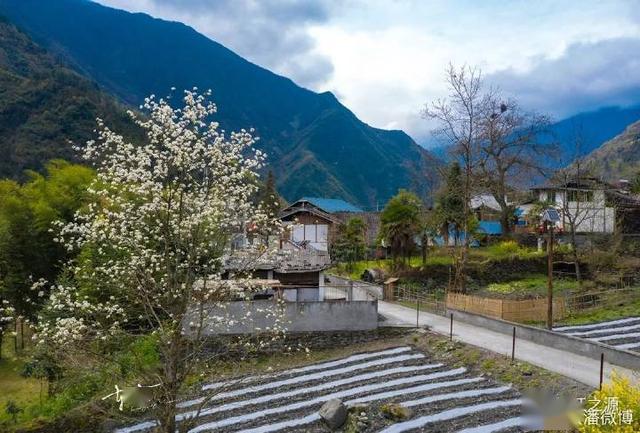人间四月芳菲尽 松潘县小河镇繁华盛开.