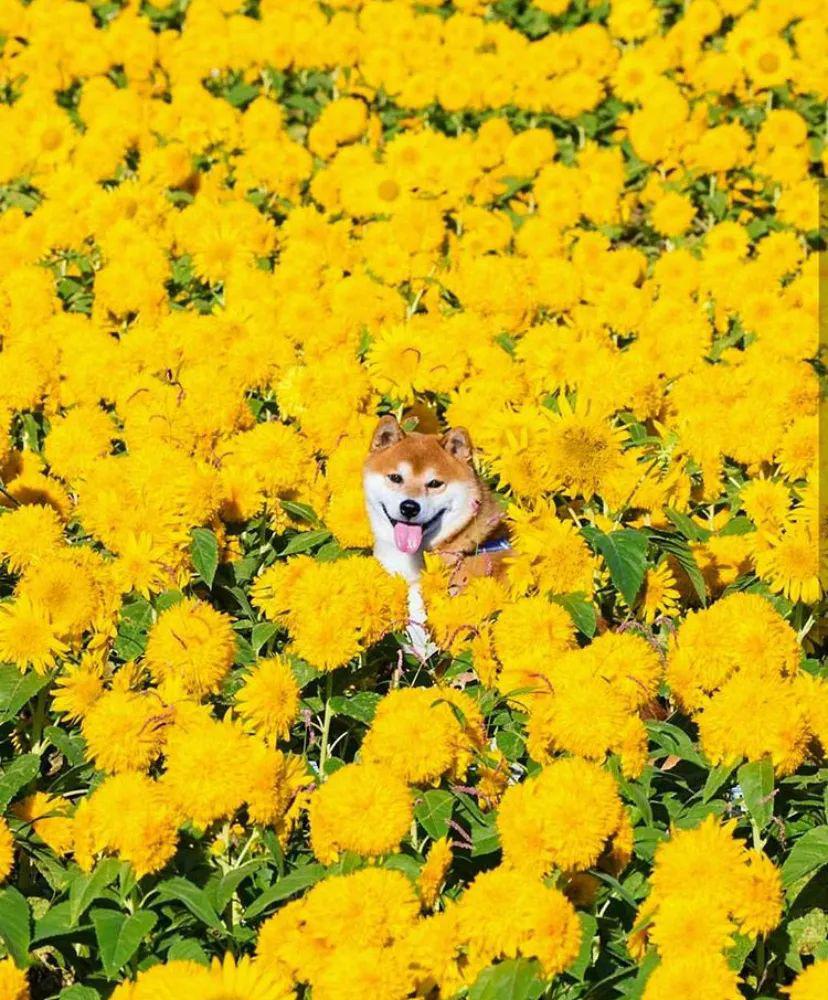 100张柴犬与花的合照,治愈了无数人:愿山河无恙,岁月无殇