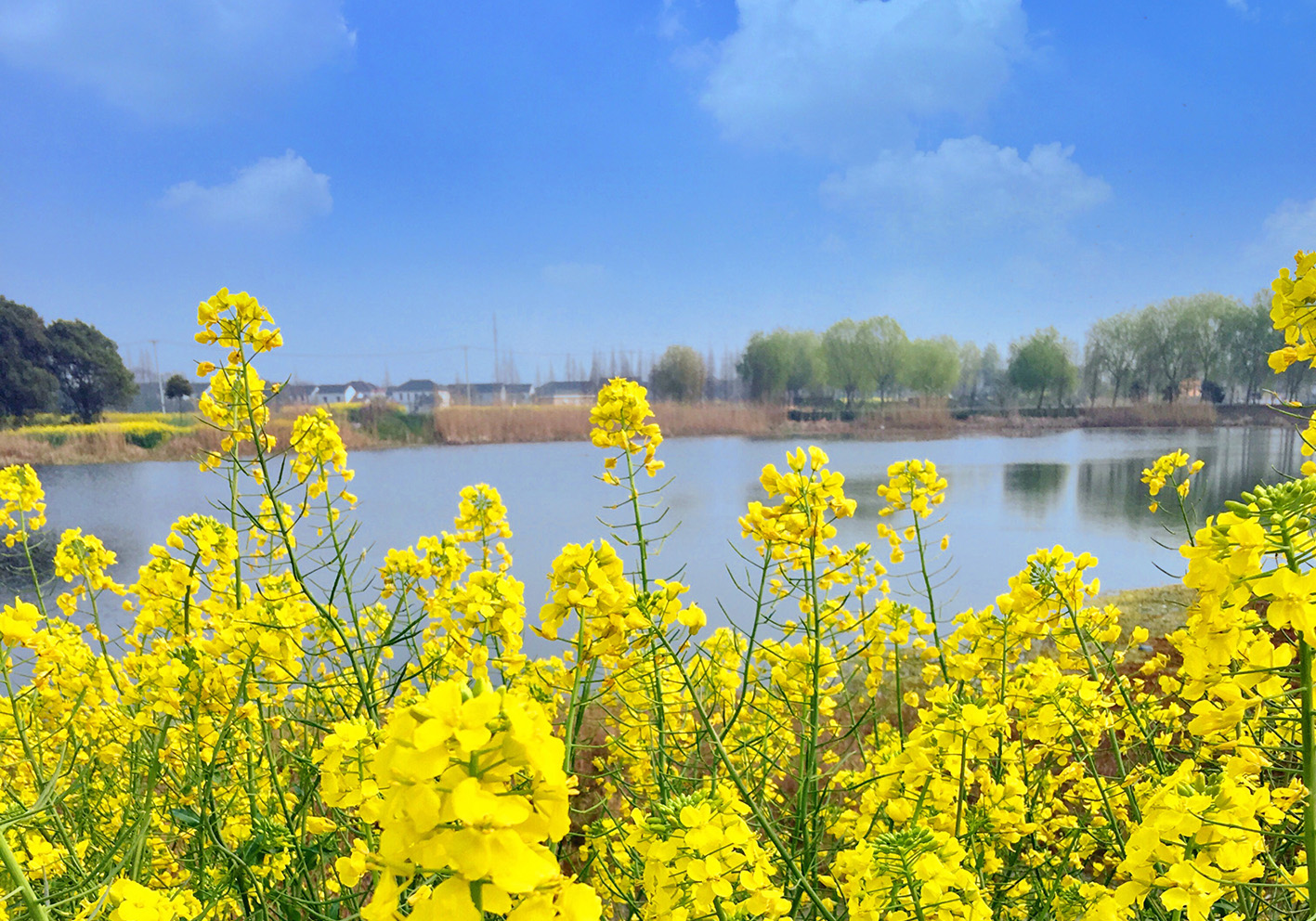 明媚春光,忆青西田园湿地,美景可待,重逢可期