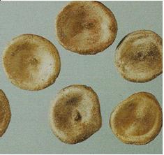 中药鉴定学丨果实及种子类常用中药马钱子