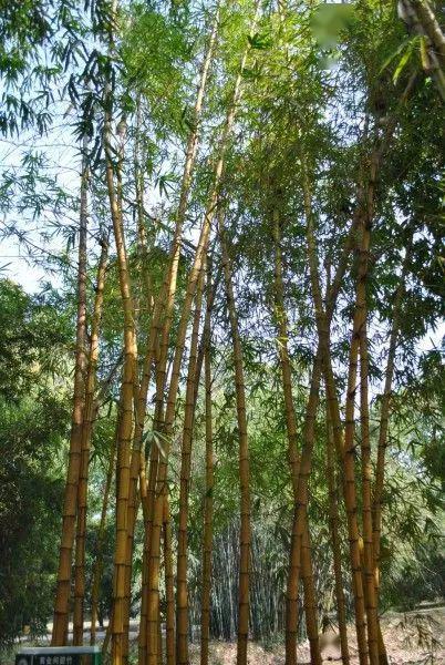 竹景观的9大设计手法