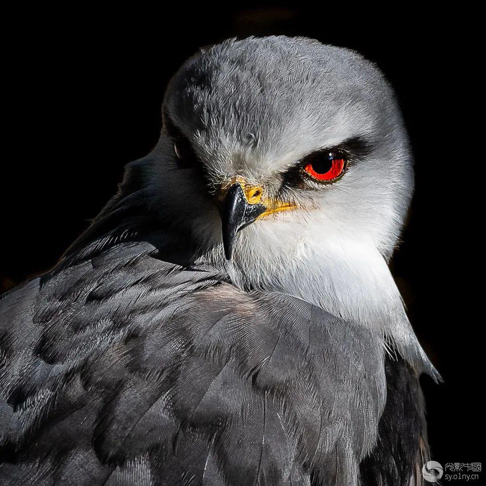 《黑翅鸢》作者:李建国《白尾海雕》作者:流流流清水《空中雄姿》
