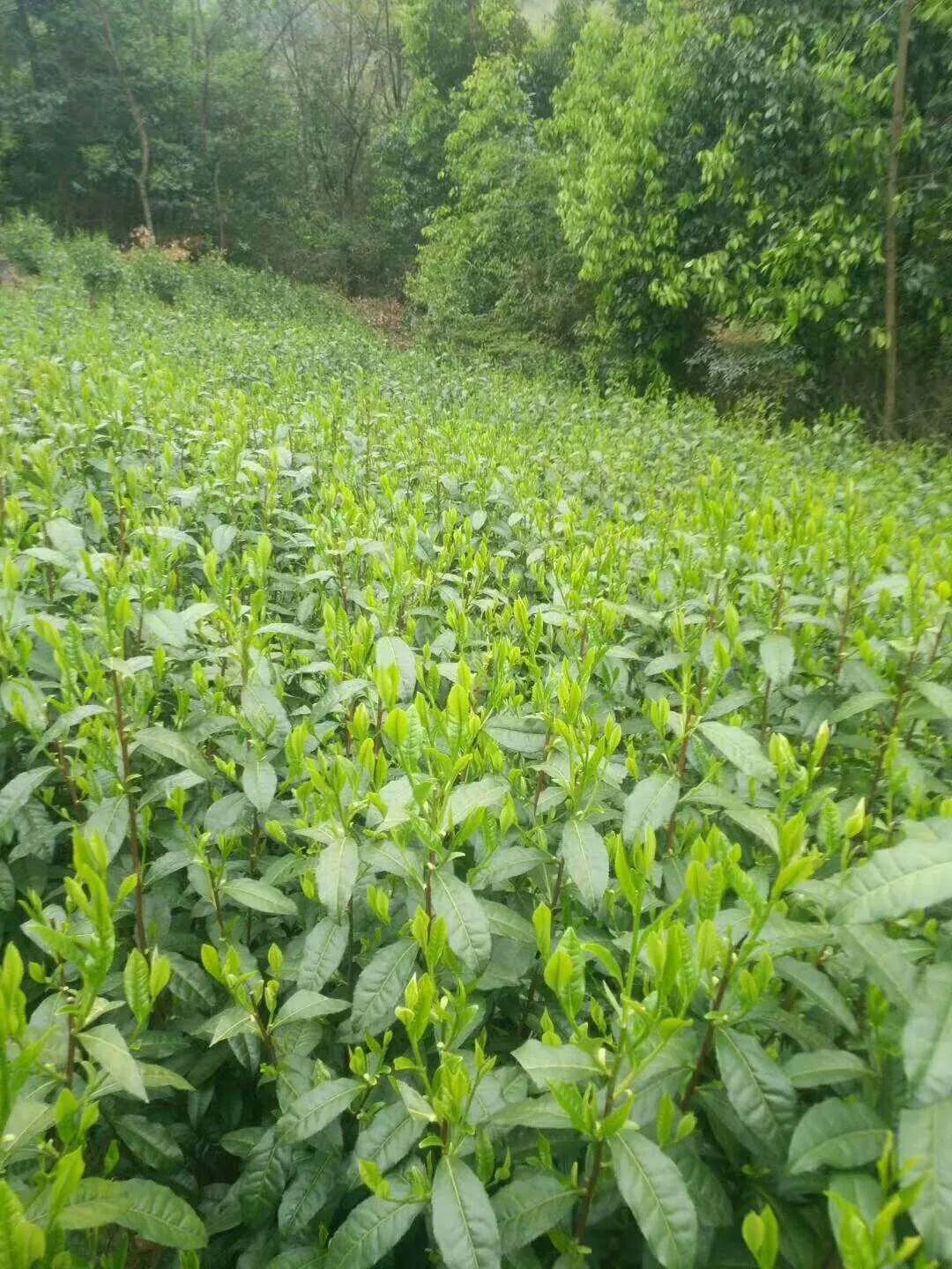 春来了,春茶这些知识点你知道吗?_茶树