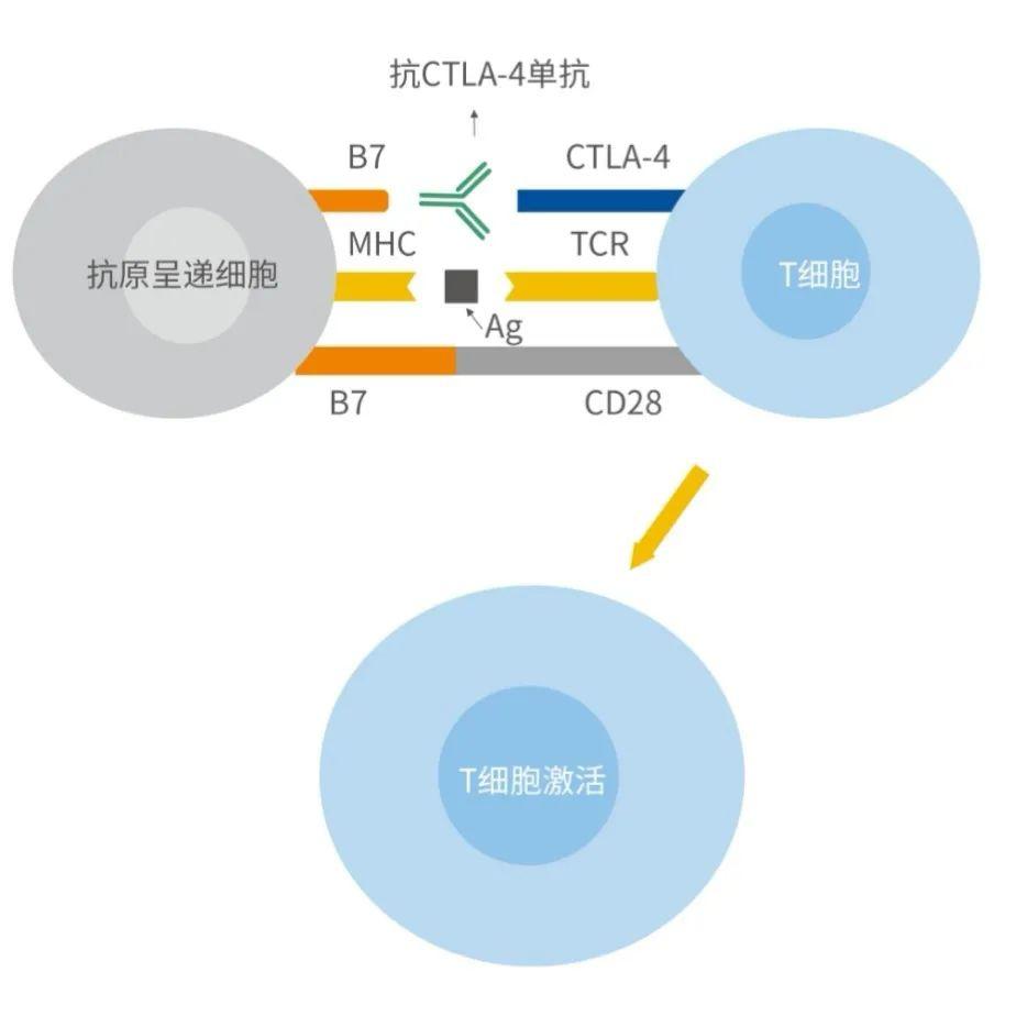 产品速递复宏汉霖ipilimumab生物类似药hlx13获得ind