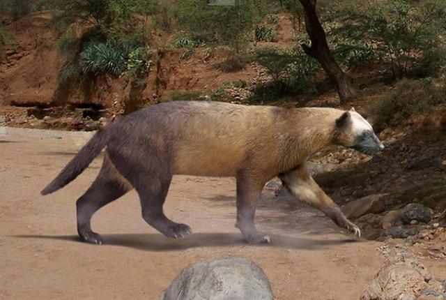 艾克猛獾鼬科动物史上最强者拥有超豹子的体型和战斗力