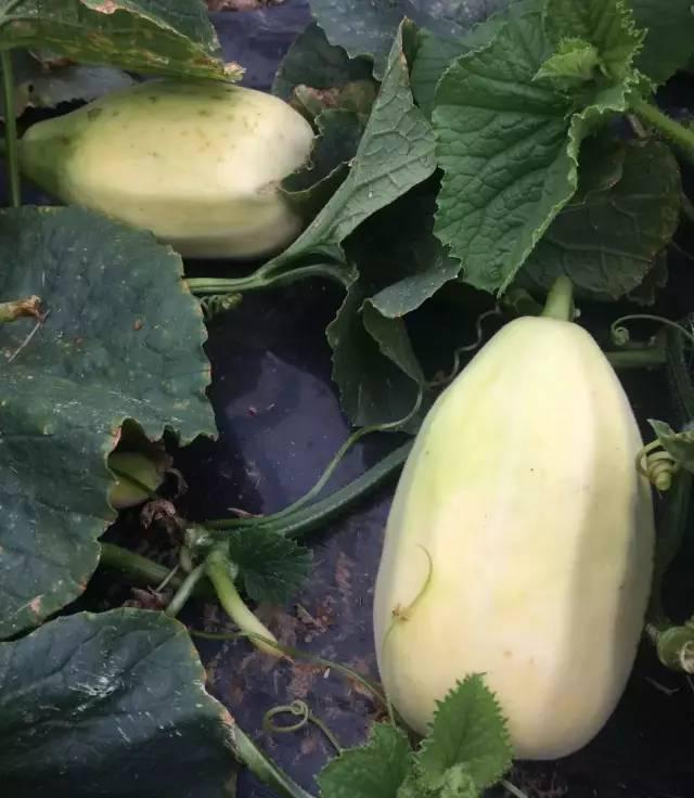 正宗弥河付老头火银瓜数量有限先到先得