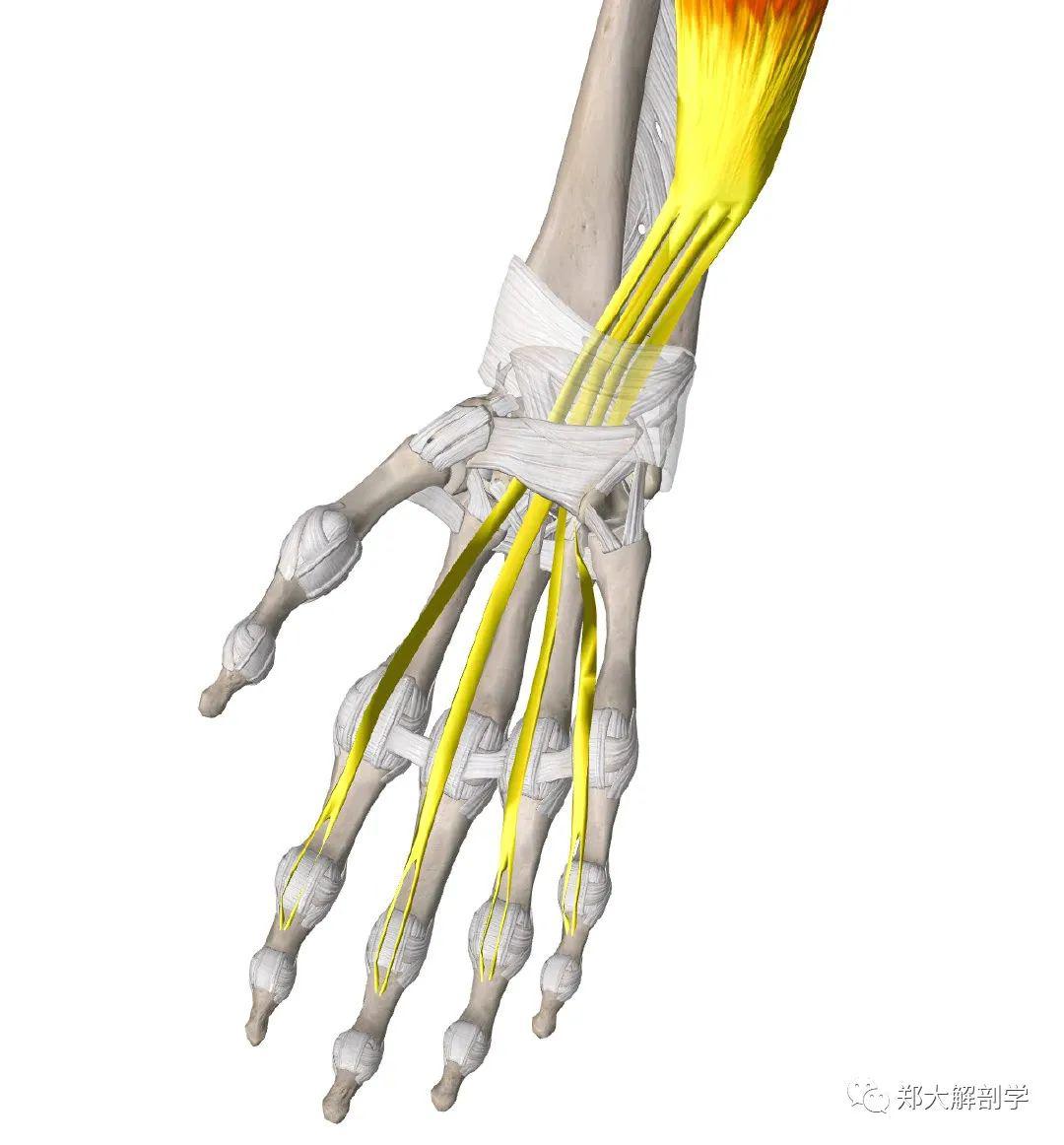 腕骨内容物包括指浅屈肌(4根肌腱,指深屈肌(4根肌腱,拇长屈肌(1根