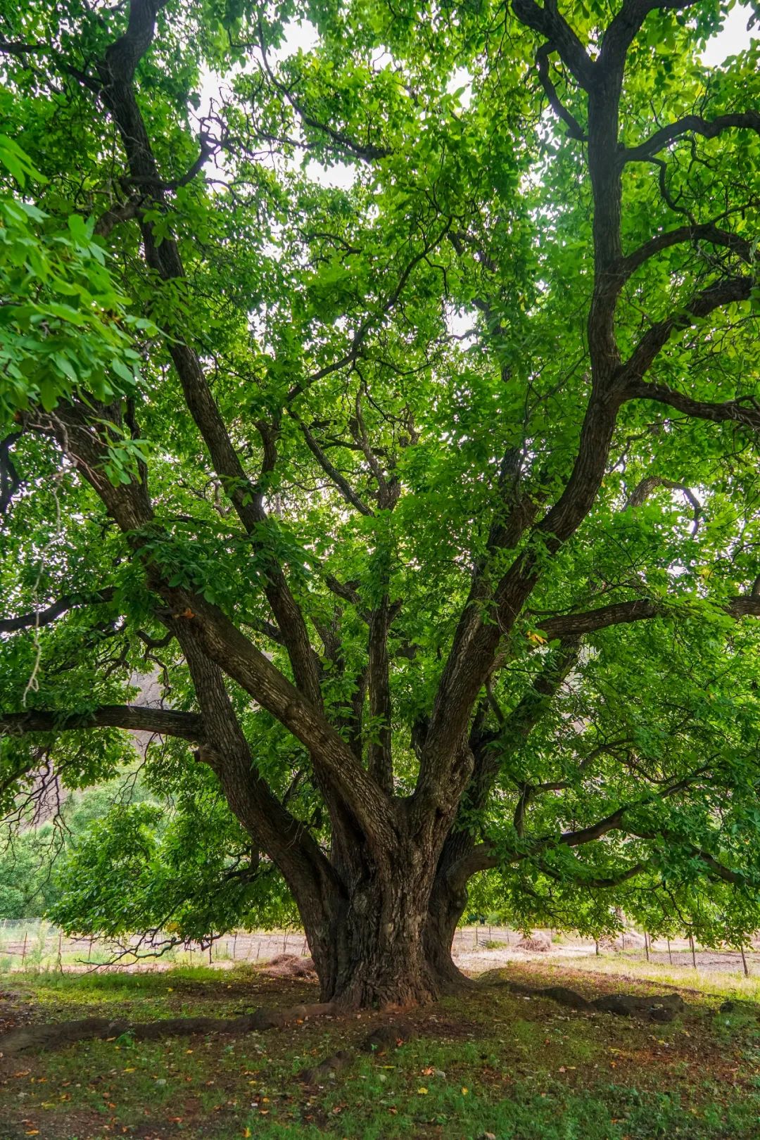 林芝有棵柏树王,距今已有3200多年树龄,被誉为中国柏树之最