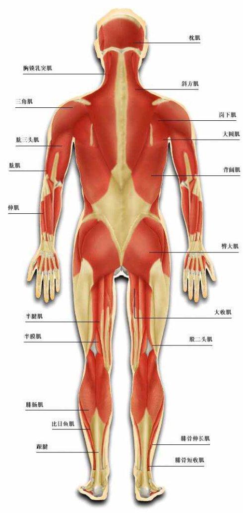 太极拳松腰开胯