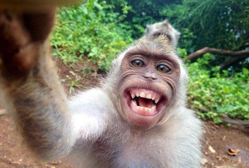 二,大猩猩的智商相当于人类3-6岁;这种大猩猩对着自拍镜头嬉笑颜开,是