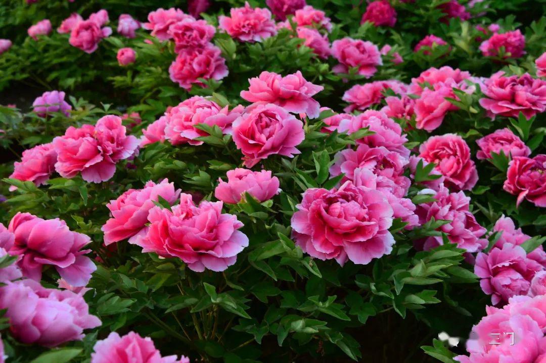 三门峡这里2万余株牡丹盛开附美图