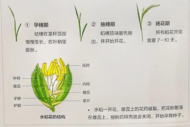 水稻的生长过程 分解图片