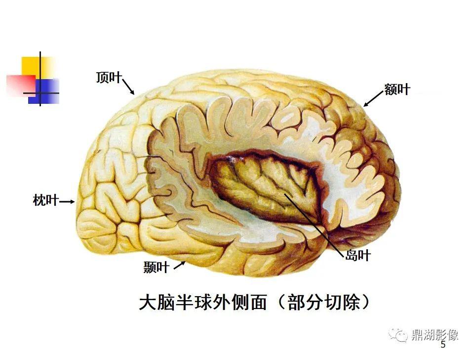 不容错过高清端脑详细解剖图谱