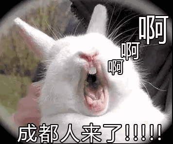 冷吃兔,红油兔丁,麻辣兔头,这些都是四川遍地可见的美食.