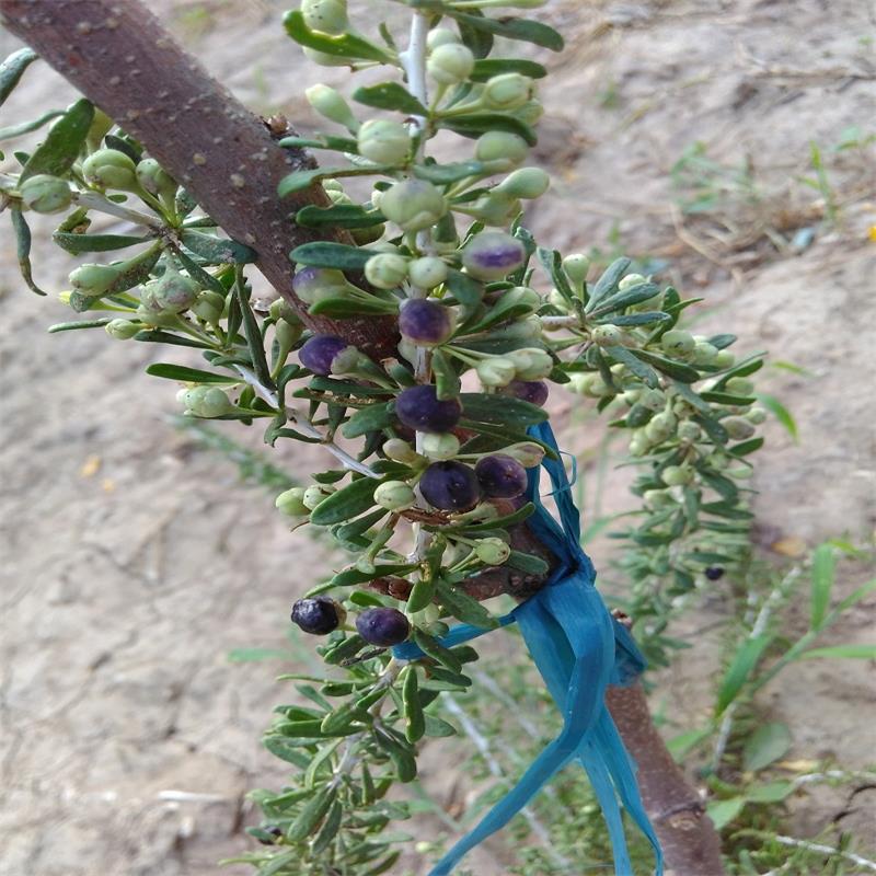 红枸杞苗和黑枸杞苗的区别如何买的真的黑枸杞苗