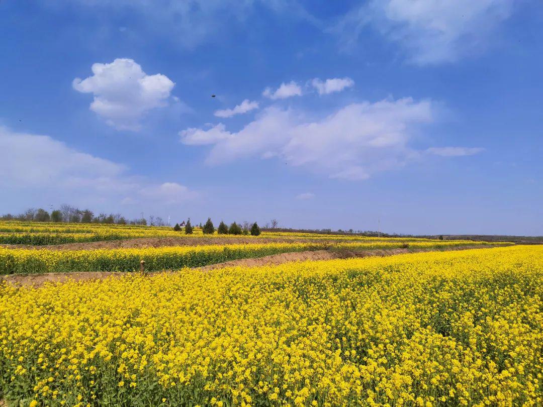 泾川油菜花观赏季王村刘家沟