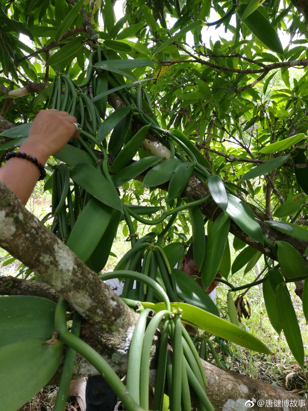 梵尼兰种植图片