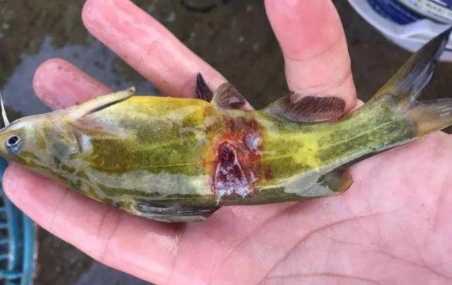 疾病乱投医,抗生素滥用,黄颡鱼烂身病越来越难治,怎么办?