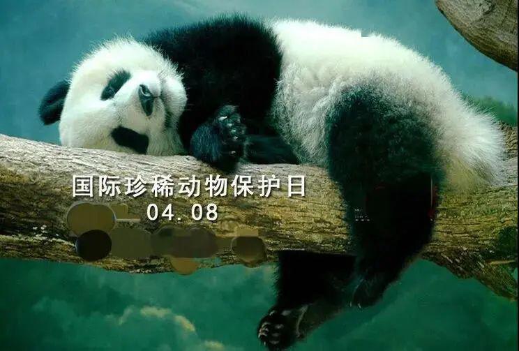 珍惜因为它们珍稀国际珍稀动物保护日
