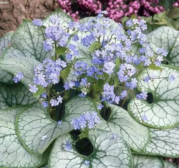 一花一期||心叶牛舌草