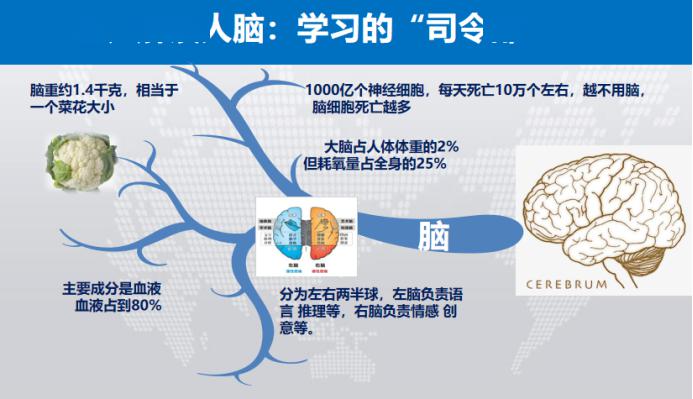 脑科学告诉你:如何科学用脑,实现高效学习?