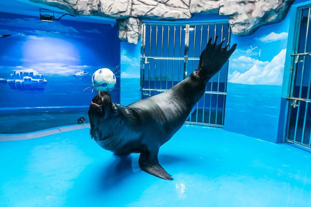 2万人次围观海豹馆大变样看网红海豹在线卖萌