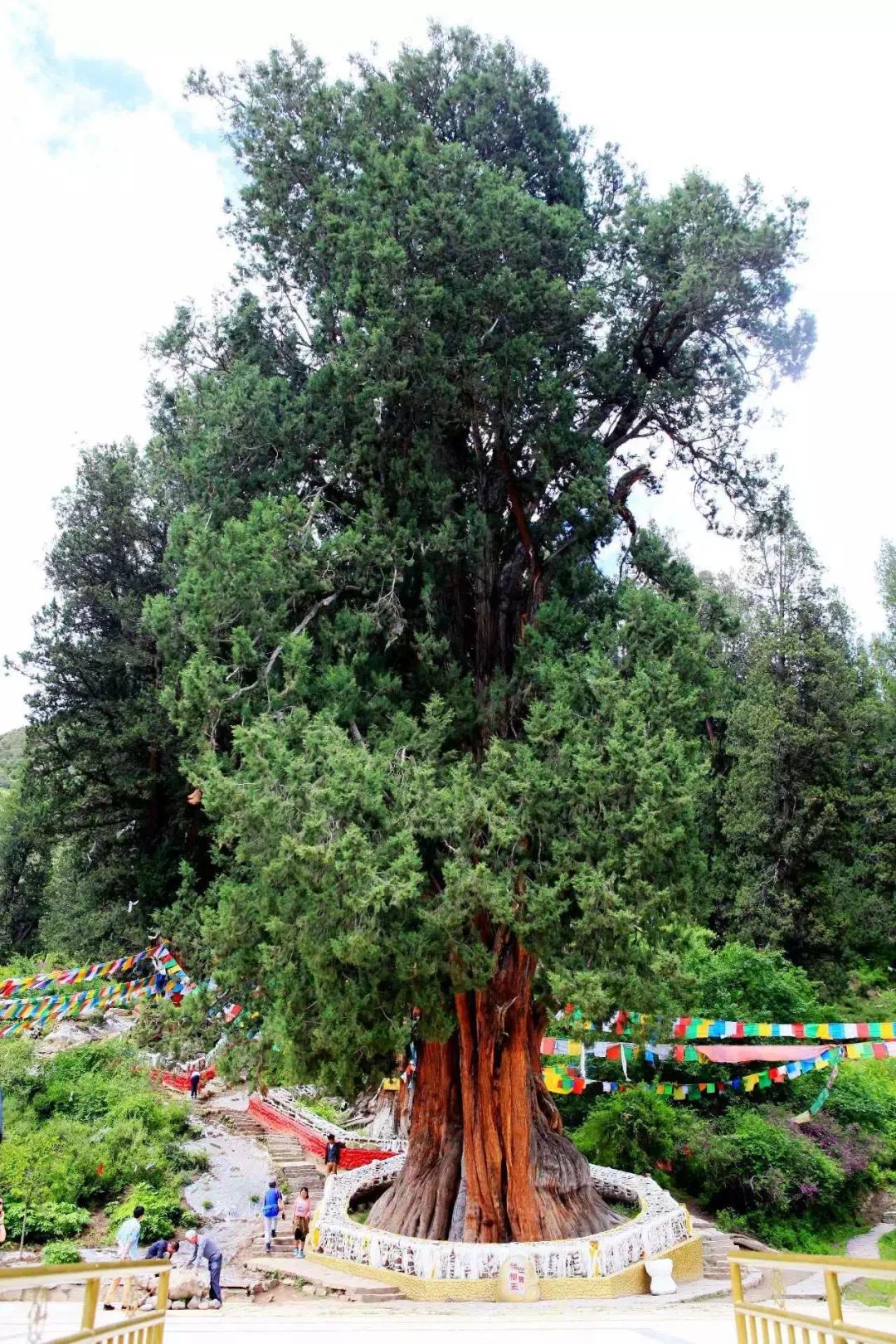 林芝大柏树景区图片