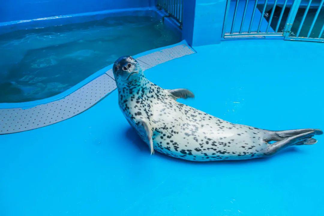 2万人次围观海豹馆大变样看网红海豹在线卖萌