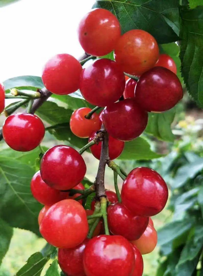 镇宁樱桃要红了!4月最佳采摘期和采摘点奉上~_马厂