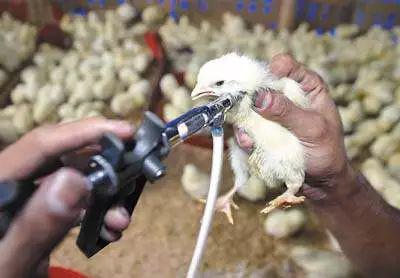 为什么普通鸡肉不能吃即使所谓的土鸡也吃不得