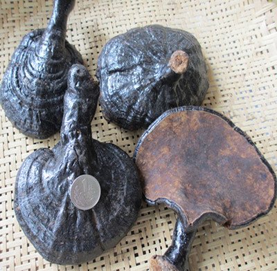 野生反柄紫灵芝和普通紫灵芝怎样鉴别