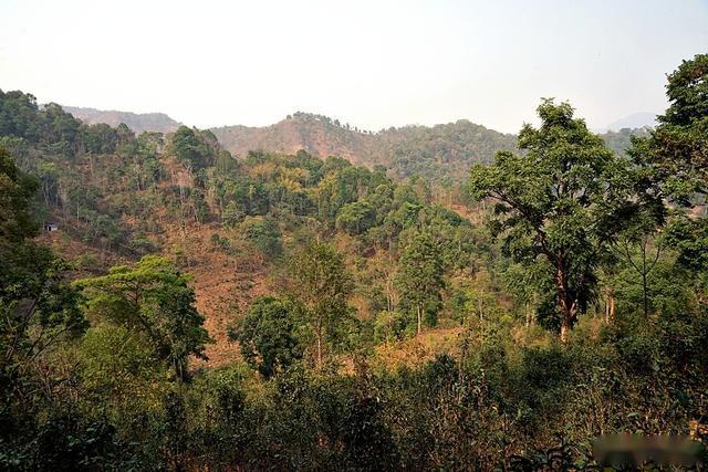寻访古六大茶山之易武麻黑茶山