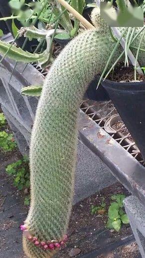 奇奇奇奇奇奇奇奇不小心点开忍不住看了10遍真稀奇