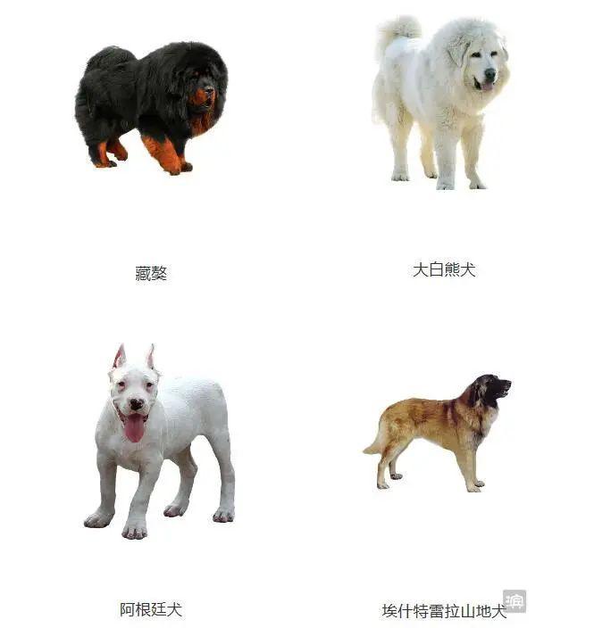5月1日起! 滨州城市建成区禁养藏獒狼犬等48类烈性犬
