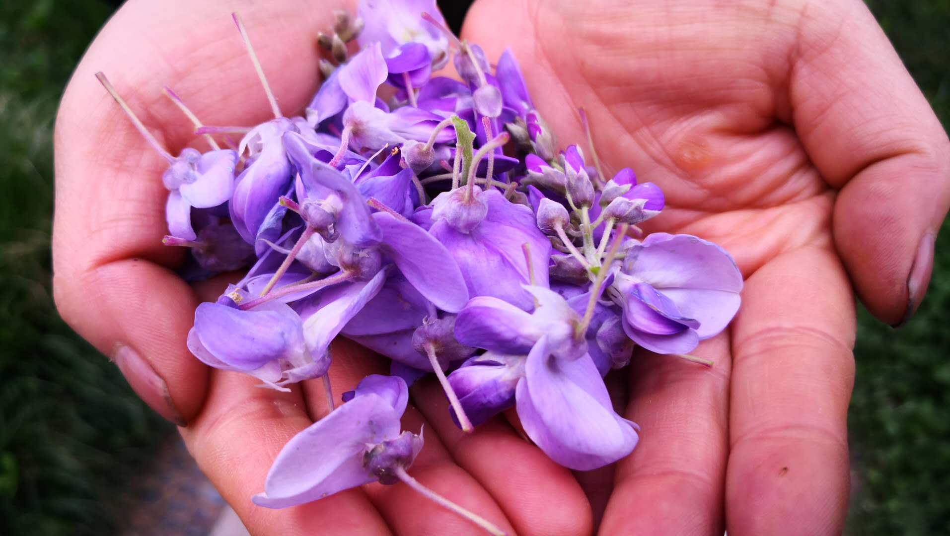 紫槐花有毒吗?我家隔三差五吃1次,绵软爽口,有毒说不靠谱