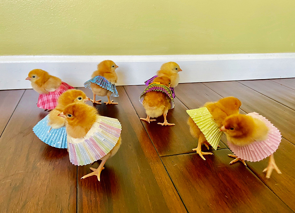 小鸡仔穿"纸杯蛋糕裙"跳舞狂欢趣味十足