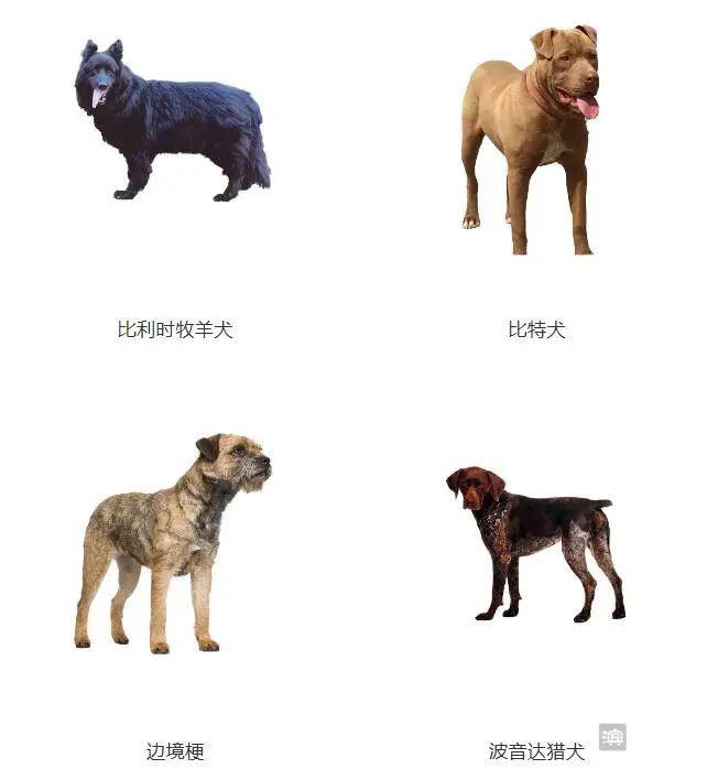 军犬品种排名图片