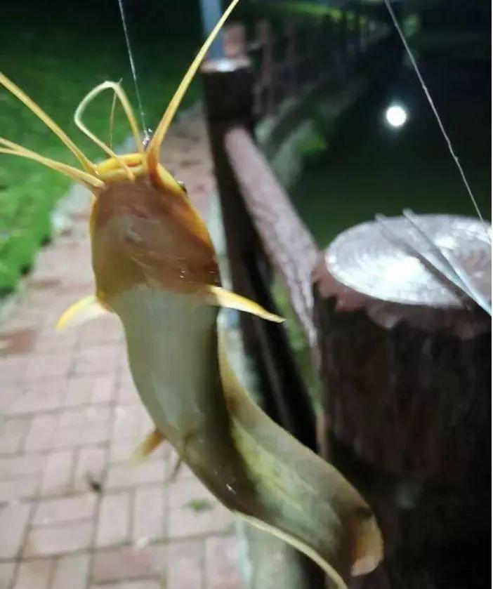 垃圾魚入侵校園湖校園景觀湖鬍子魚氾濫成災能吃嗎