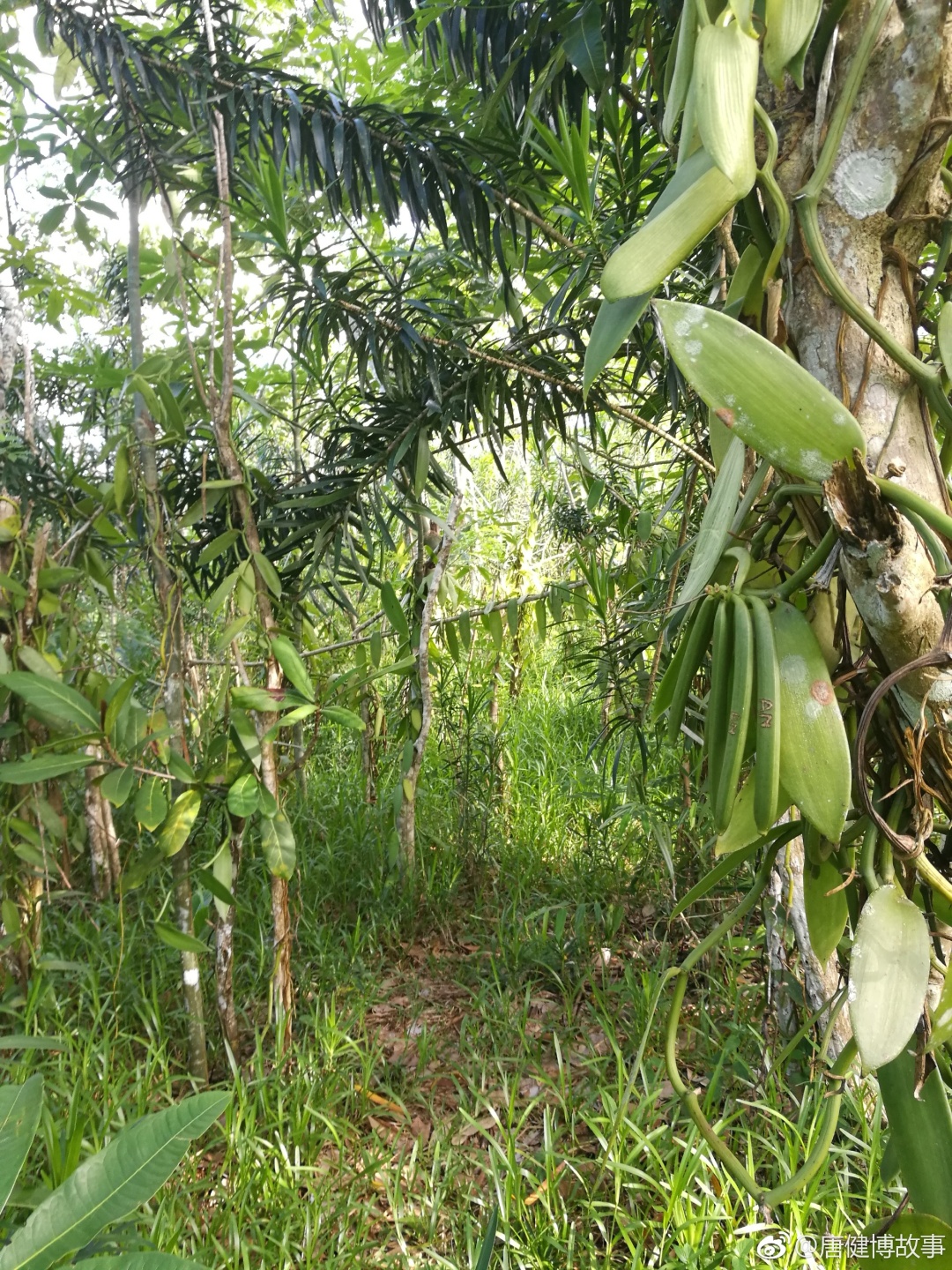 世界上最贵的香料香草荚的认识