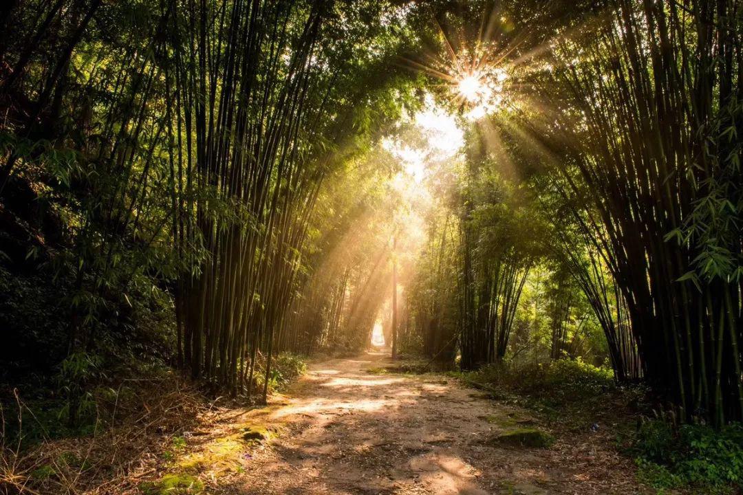 竹海漫步感受东方神韵之美