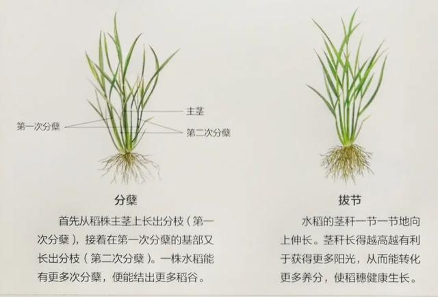 水稻各个部分的分解图图片