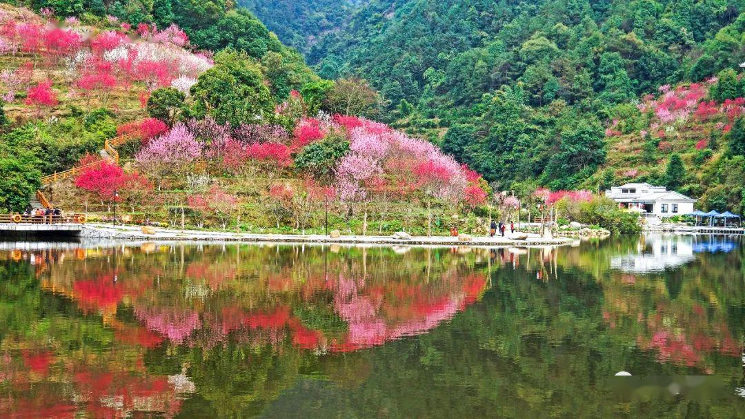 永春在這桃花盛開的地方