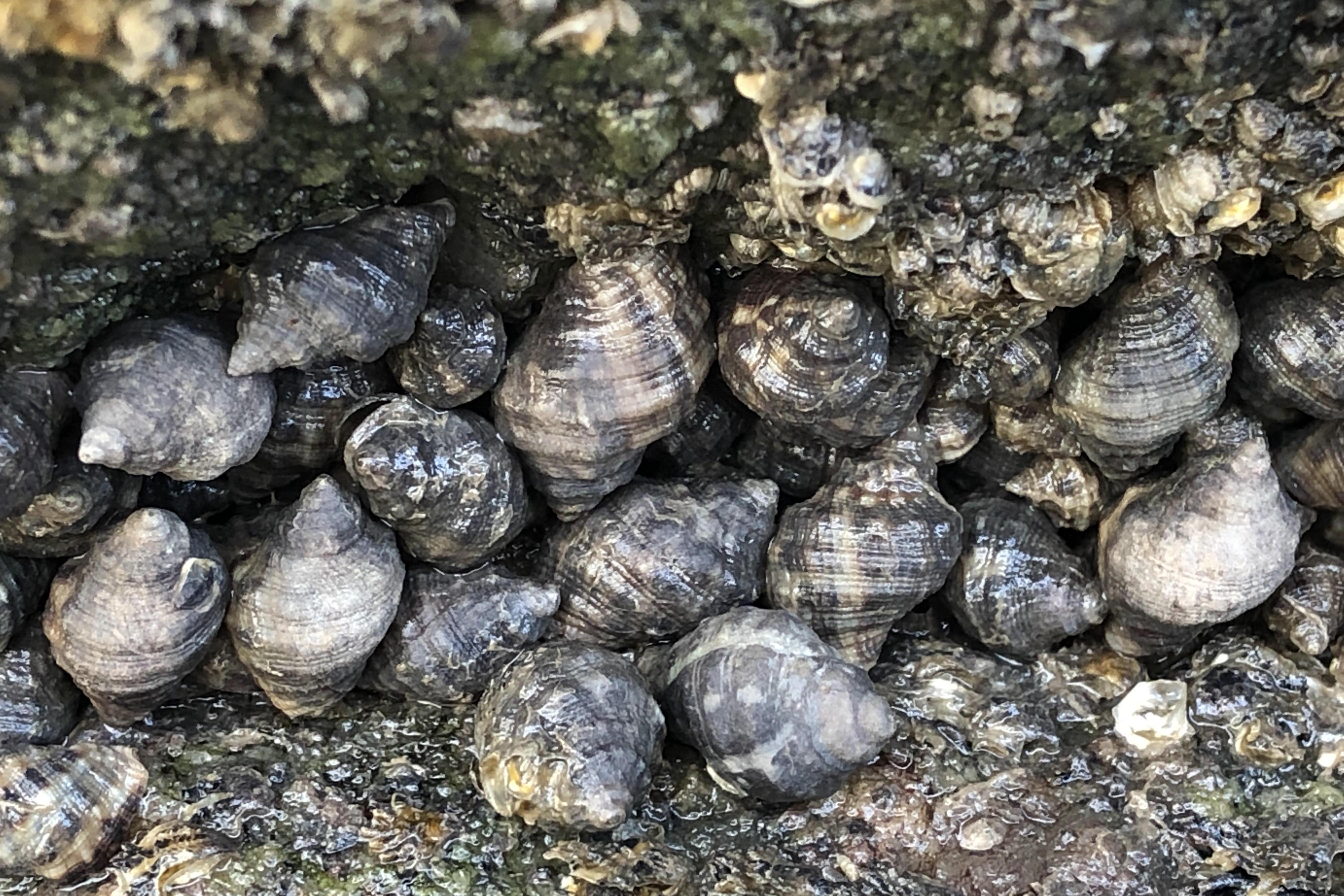 落大潮二哥来赶海摸螺很多黄金螺和大海螺深海里就是多