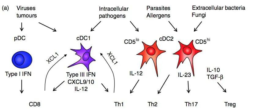 見下圖:圖中縮寫:clp=common lymphoid progenitorscmp=common