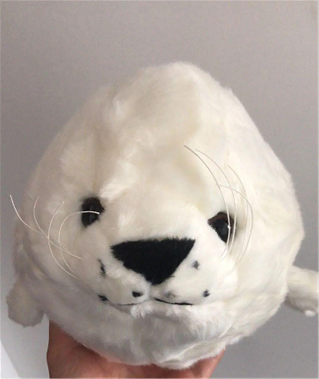 2万人次围观海豹馆大变样看网红海豹在线卖萌