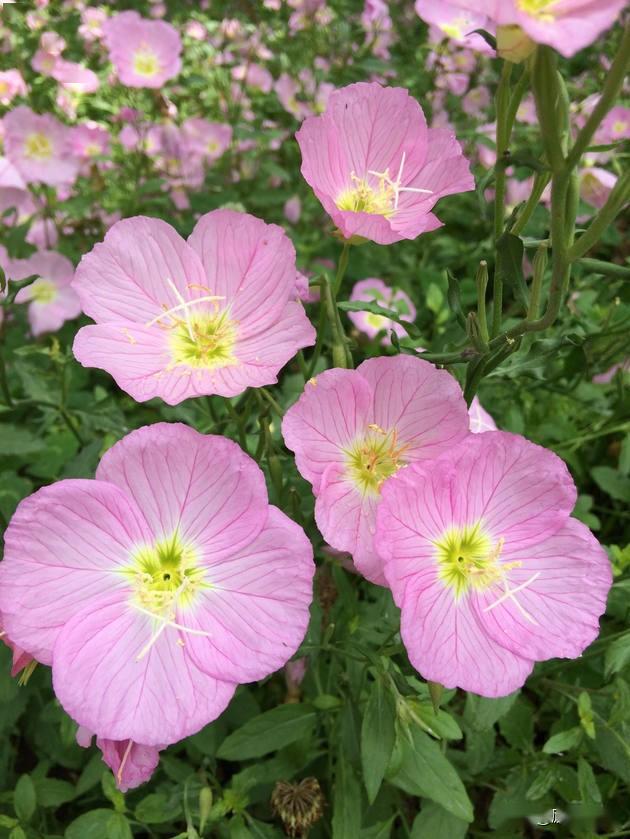 漂亮的小花花